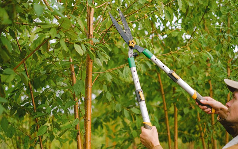Tree trimming in Morrisonville, IL