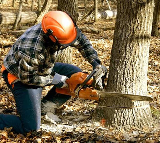 Tree Removal in Morrisonville, IL